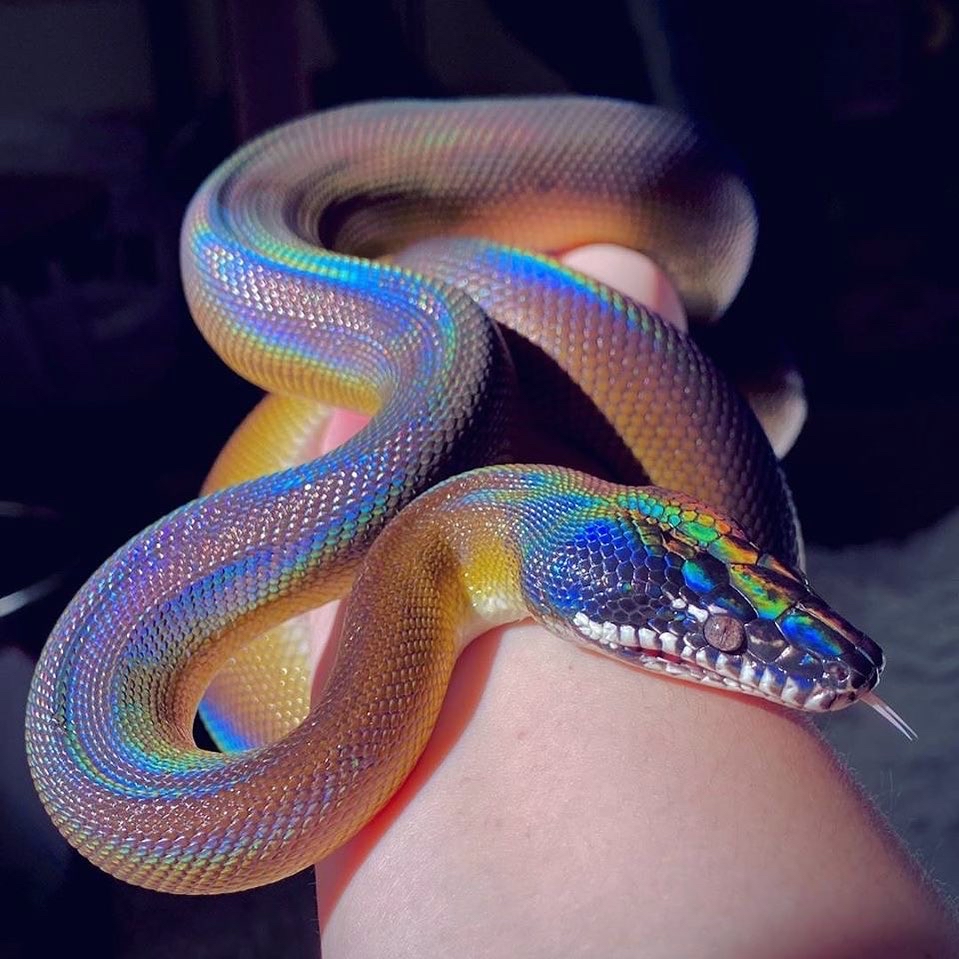 VaporFashion's tweet photo. Spectrum Of Venom 🌈☠️💕Picture by: @spiceyspaghet 🐍 https://t.co/YoNHv0i8Qg #vaporfashion #vapor95 #vaporwaveaesthetic #vaporwaveart #vaporwavefashion #aestheticart #retro #retroaesthetic #vaporwave #aesthetic #aestheticedits https://t.co/KALP2qV1AQ