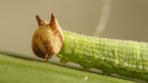 ট ইট র Tu Sais Pas Quoi L Insolite Et Charmante Chenille Du Papillon Mycalesis Perseoides Est Tout Naturellement Appelee La Chenille Chat Ou Encore En Anglais La Caterpillar Caterpillar Signifie D Ailleurs Litteralement Chat