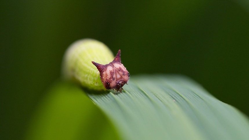 ট ইট র Tu Sais Pas Quoi L Insolite Et Charmante Chenille Du Papillon Mycalesis Perseoides Est Tout Naturellement Appelee La Chenille Chat Ou Encore En Anglais La Caterpillar Caterpillar Signifie D Ailleurs Litteralement Chat