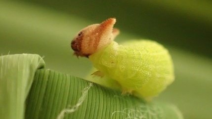 ট ইট র Tu Sais Pas Quoi L Insolite Et Charmante Chenille Du Papillon Mycalesis Perseoides Est Tout Naturellement Appelee La Chenille Chat Ou Encore En Anglais La Caterpillar Caterpillar Signifie D Ailleurs Litteralement Chat