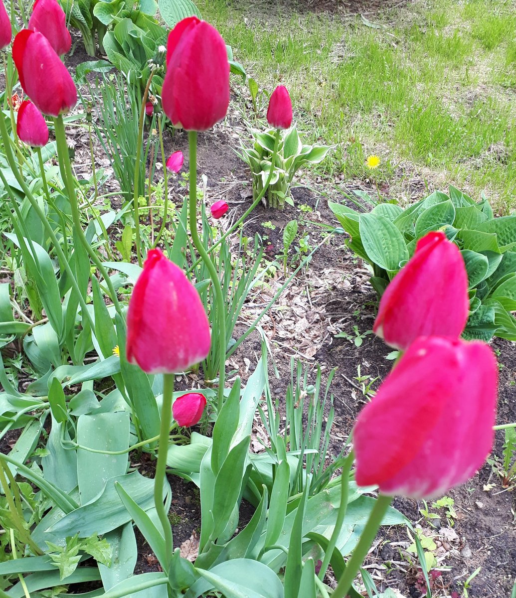 # лето2020
Любимый школьный двор. В этом году тюльпаны нас порадовали обильным цветением.