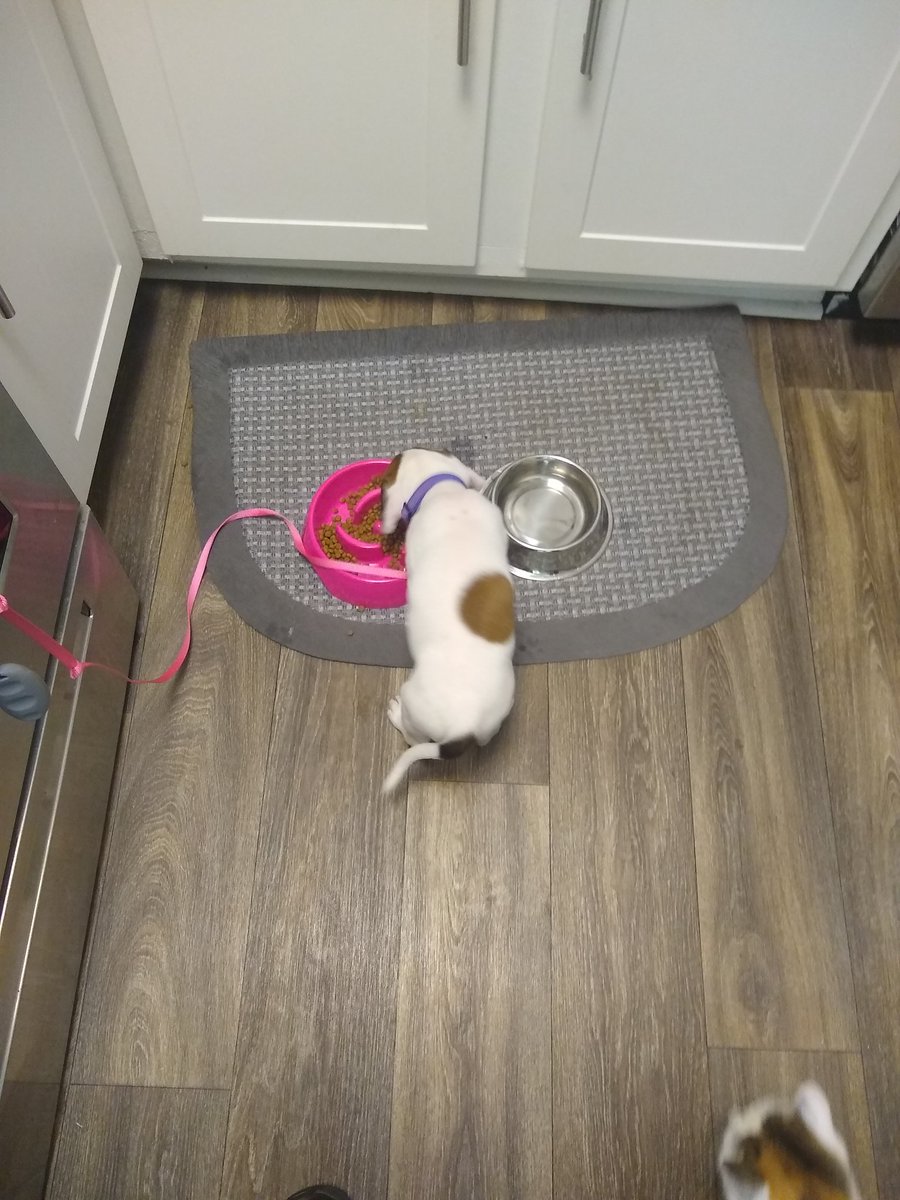 aguinnknox2019's tweet photo. Hungry hungry hippo #Manning #Omaha #FutureVFL
PSA: we were told she was a beagle/walker/bloodhound mix, the vet said due to her size shape and markings his best guess is boxer/walker. Let's all be surprised together https://t.co/zPRpaWP7fN