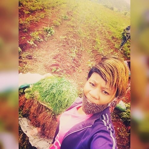 Récolte des feuilles de Moringa ce matin