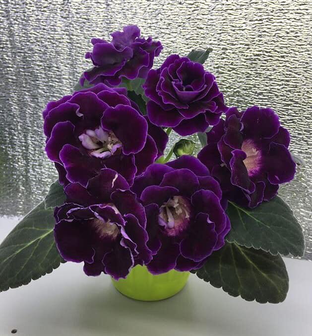 lm_adem's tweet photo. #Edebim elvermez edepsizlik edene...!
Susmak en güzel cevaptır...!
#Edebi elden gidene...!!!🌸🌸 https://t.co/KjObWeerUw