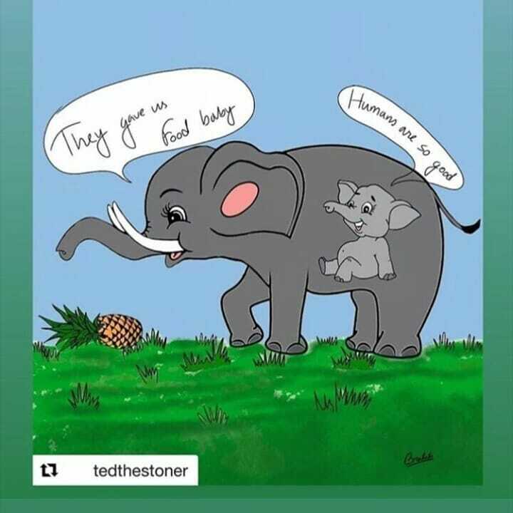 AmazingQuote8's tweet photo. She was pregnant, she was hungry... She did a mistake.. She belived humans.. humanity failed again😐😐😐🙁😣
.
.
#elephantearplant #elephantstory #keralaelephants #humanityfailed #photography #keralafoodie #sadnessquote #quotesaboutlifelessons #quotes https://t.co/ohTHV7Y8m0