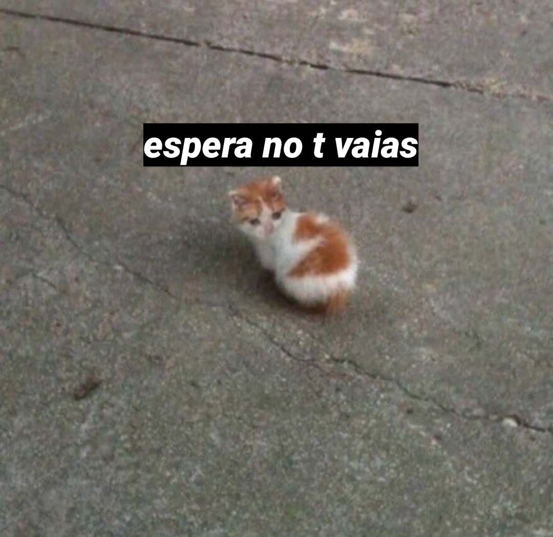 𝐏𝐞𝐭𝐞𝐫 tweet media