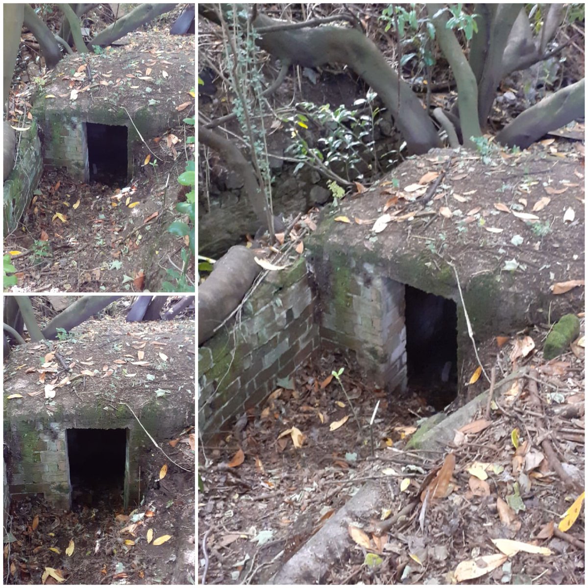 Found this wee WW2 air raid shelter buried deep in rear garden of a large villa in Holywood CoDown. My uncle Bobby was born in one at bottom of Fallswater Drive, Falls Rd during the Belfast Blitz. The pounding of the bombs apparently damaged his hearing.
#builtheritage