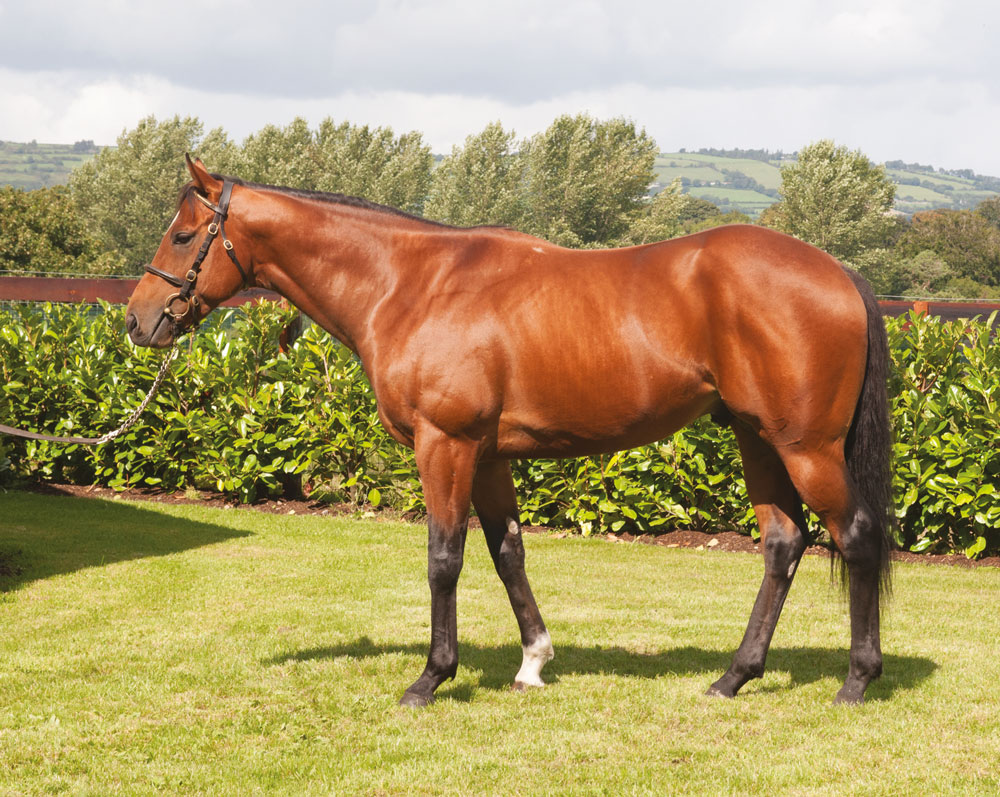 ⭐️First winner for @BallyhaneStud's PRINCE OF LIR⭐️ THE LIR JET breaks his maiden for @MikeBellRacing in style @GTYarmouthRaces in the @BritishEBF novice auction. Bred by Donal Boylan, he is a grad of @tatts_ireland and @GoffsUK. See tomorrow's issue for the full pedigree.