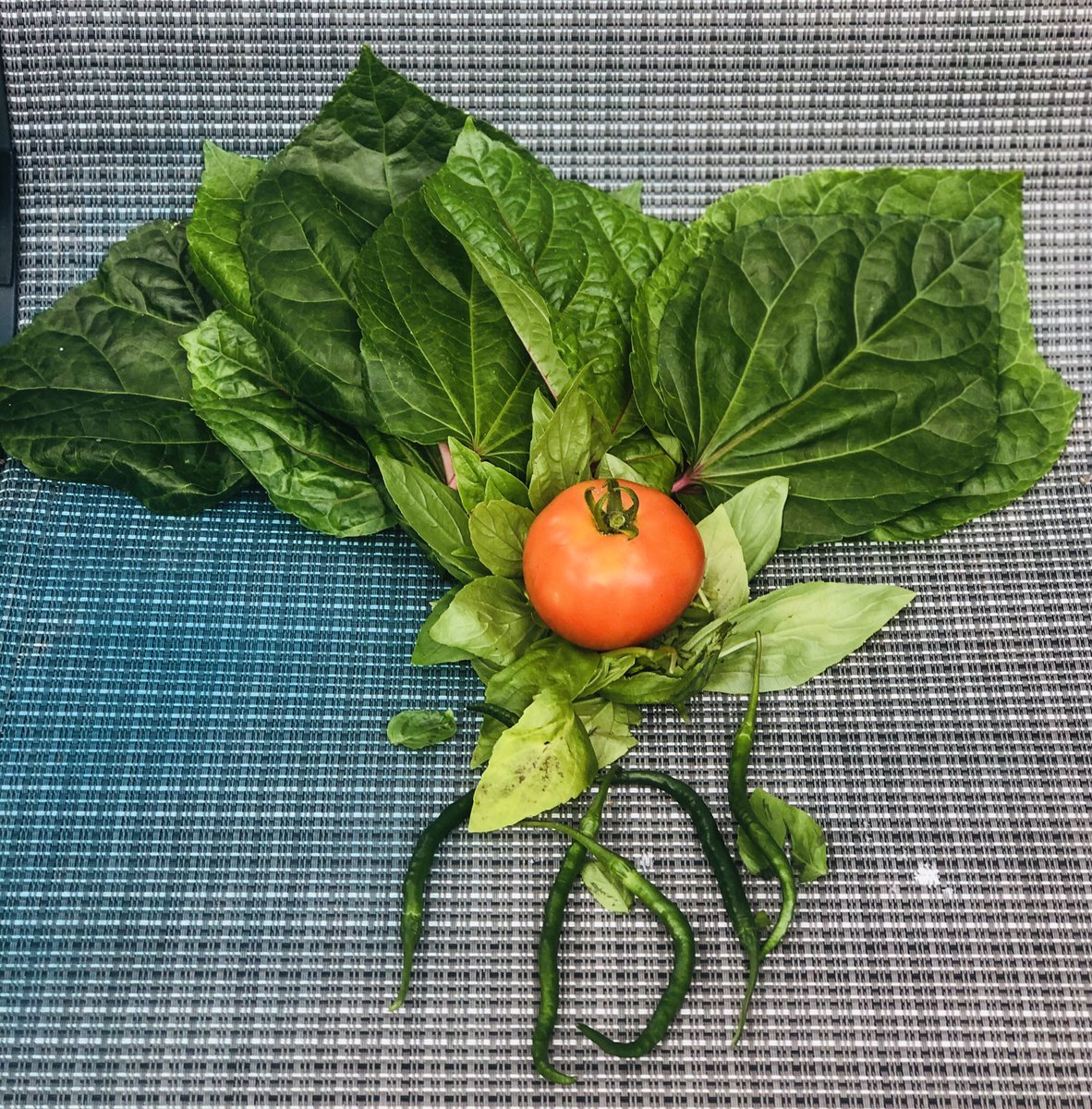 Naomebradshawd1's tweet photo. It won’t feed an army, but it’s a start! #homegarden #farmersrock #respecttofarmers https://t.co/7ahgft8DIZ