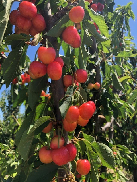 WAFamilyFarms's tweet photo. Beautiful cherries in Yakima Valley 🍒
▫️
▫️
#washingtonfamilyfarms #cherries #agriculture #fruit #farming https://t.co/ozYsLARz0q
