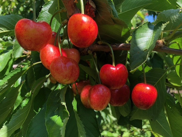 WAFamilyFarms's tweet photo. Beautiful cherries in Yakima Valley 🍒
▫️
▫️
#washingtonfamilyfarms #cherries #agriculture #fruit #farming https://t.co/ozYsLARz0q