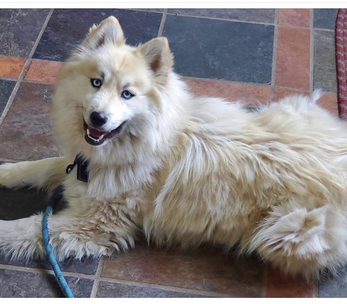 Name:  BEAR KENDALL
Born:  About December  2017 (we think)
Breed:  Husky mix (we think)

Definite husky personality. Beautiful. Wary of new people. Sheds. No cats. Great with other dogs. 
For adoption information please go to joyfulrescues.org