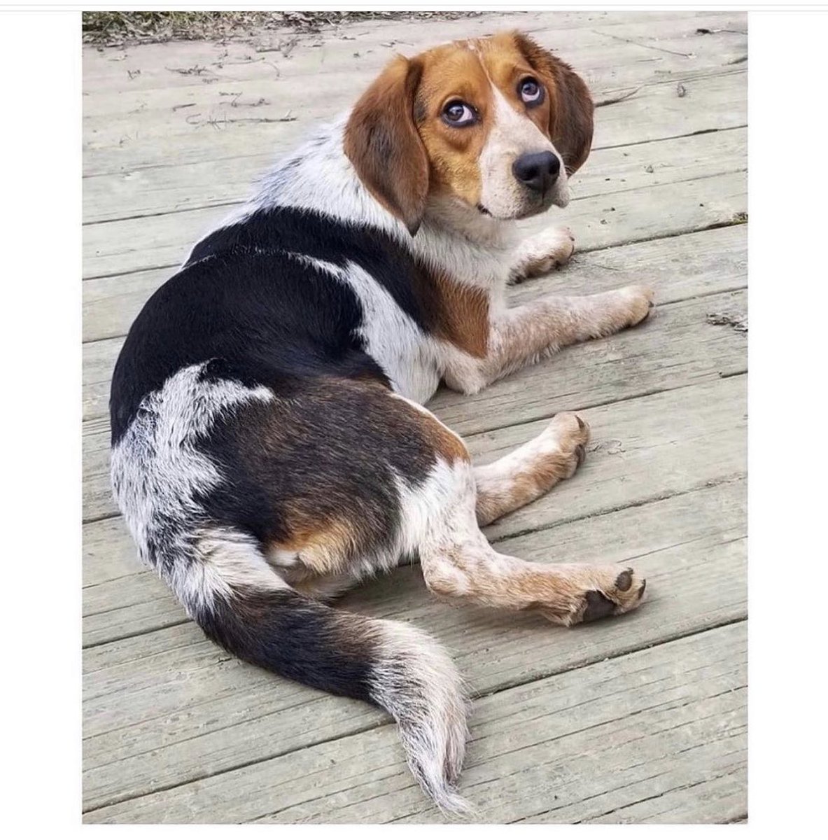 Name:  FLUTIE EDGAR ALLAN POM (male)
Born:  March 2019 (we think)
Breed:  Beagle mix (we think)

Really adorable!! Great with other dogs here. Great with humans here. 
For adoption information please go to joyfulrescues.org