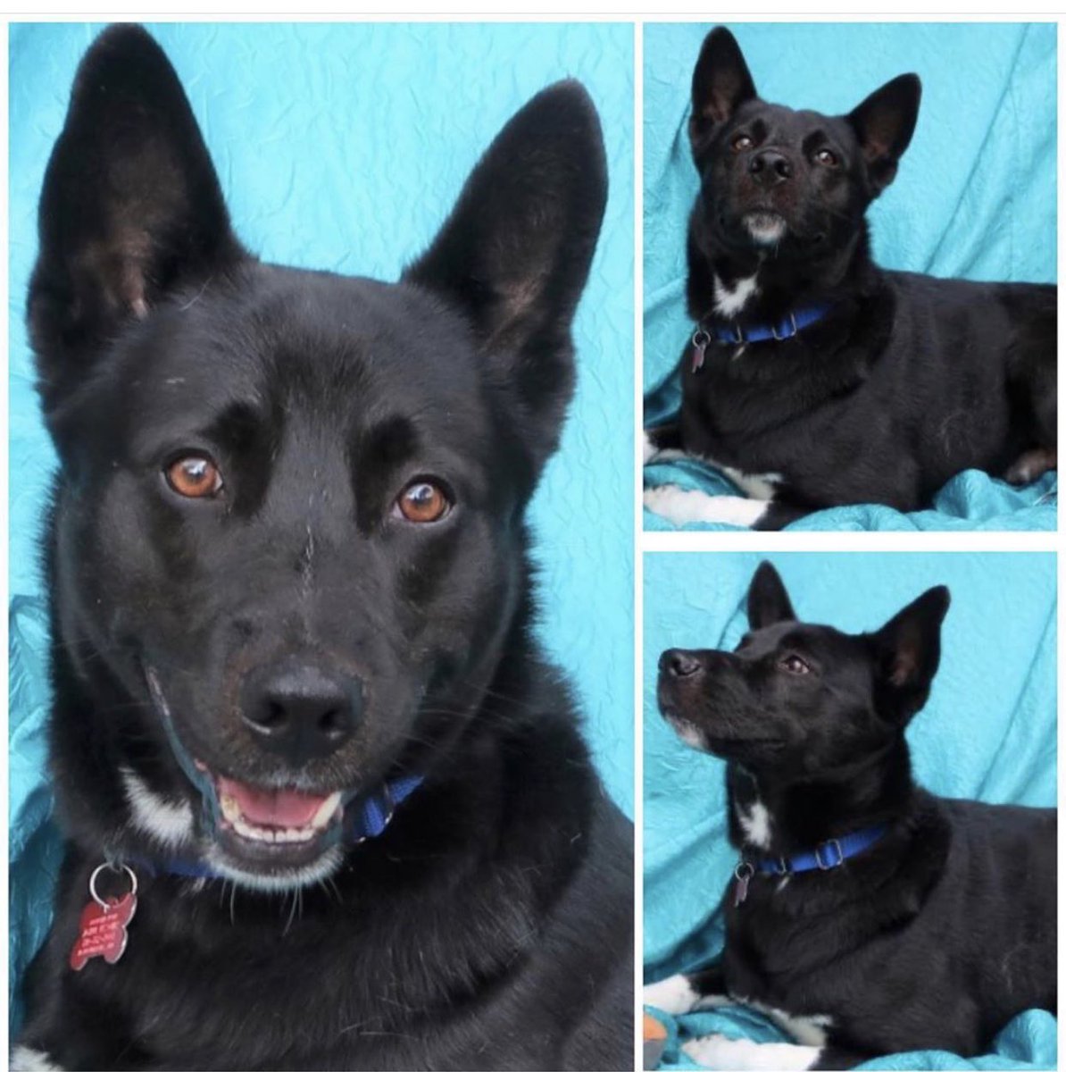 Name:  SHADOW ISCHUA
Born:  About March 2016 (we think)
Breed:  Border Collie/Akita mix (we think) 
Lady’s man. Great with children. Lots of energy. Will add tons of love to a home. Fence yard required. 
For adoption information please go to joyfulrescues.org