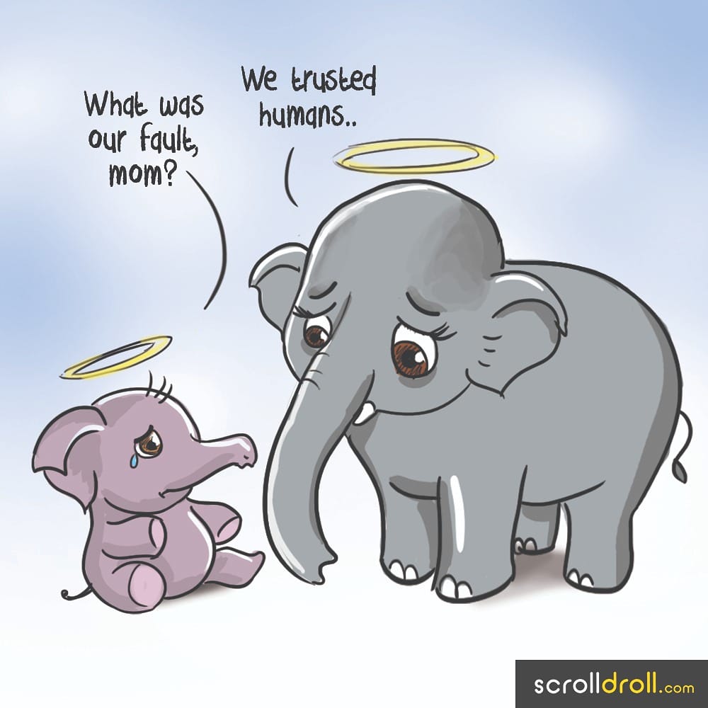 Heart-breaking 💔💔 #keralaelephant #RIPHumanity