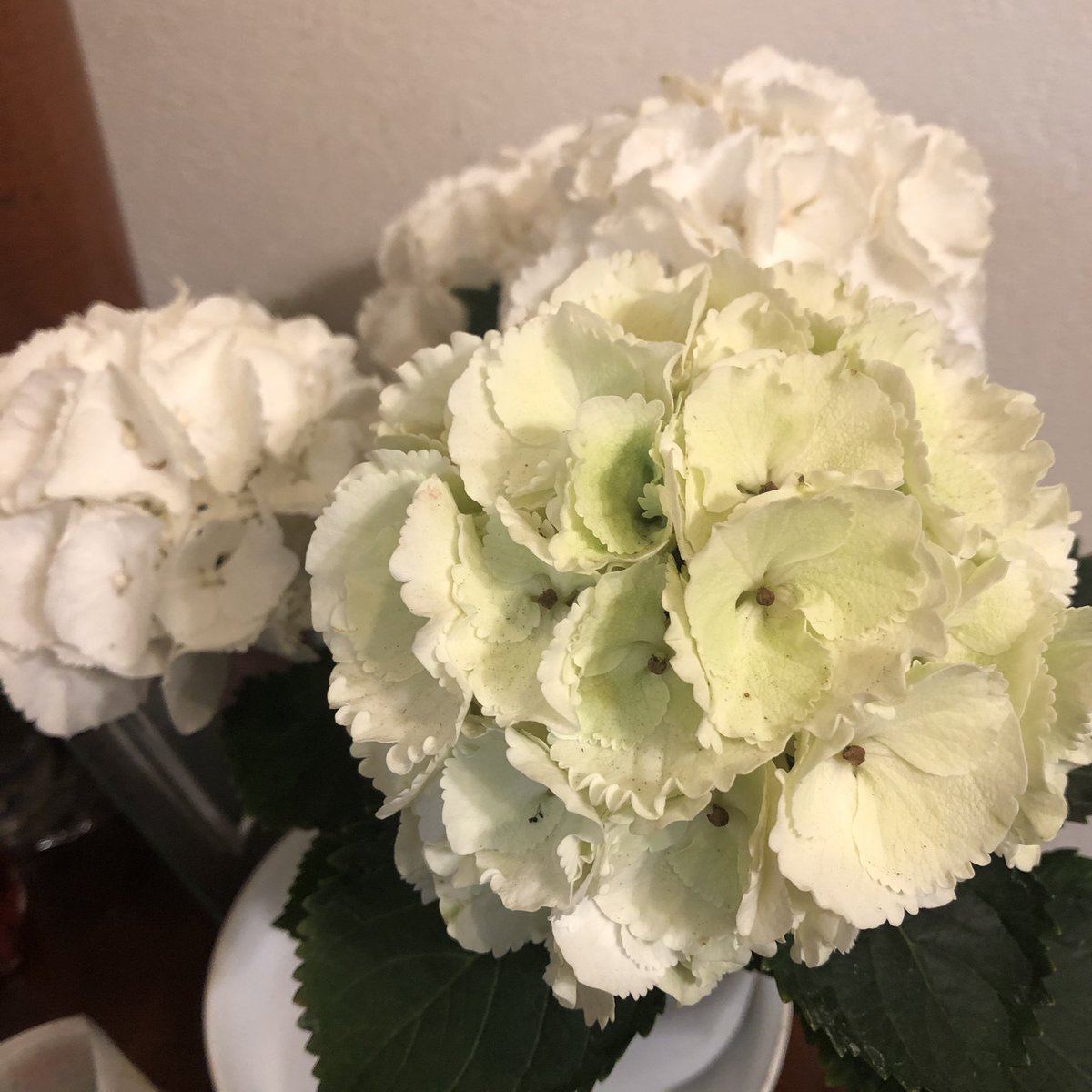 大栄花園 Twitter Search 大栄花園 Twitter Search