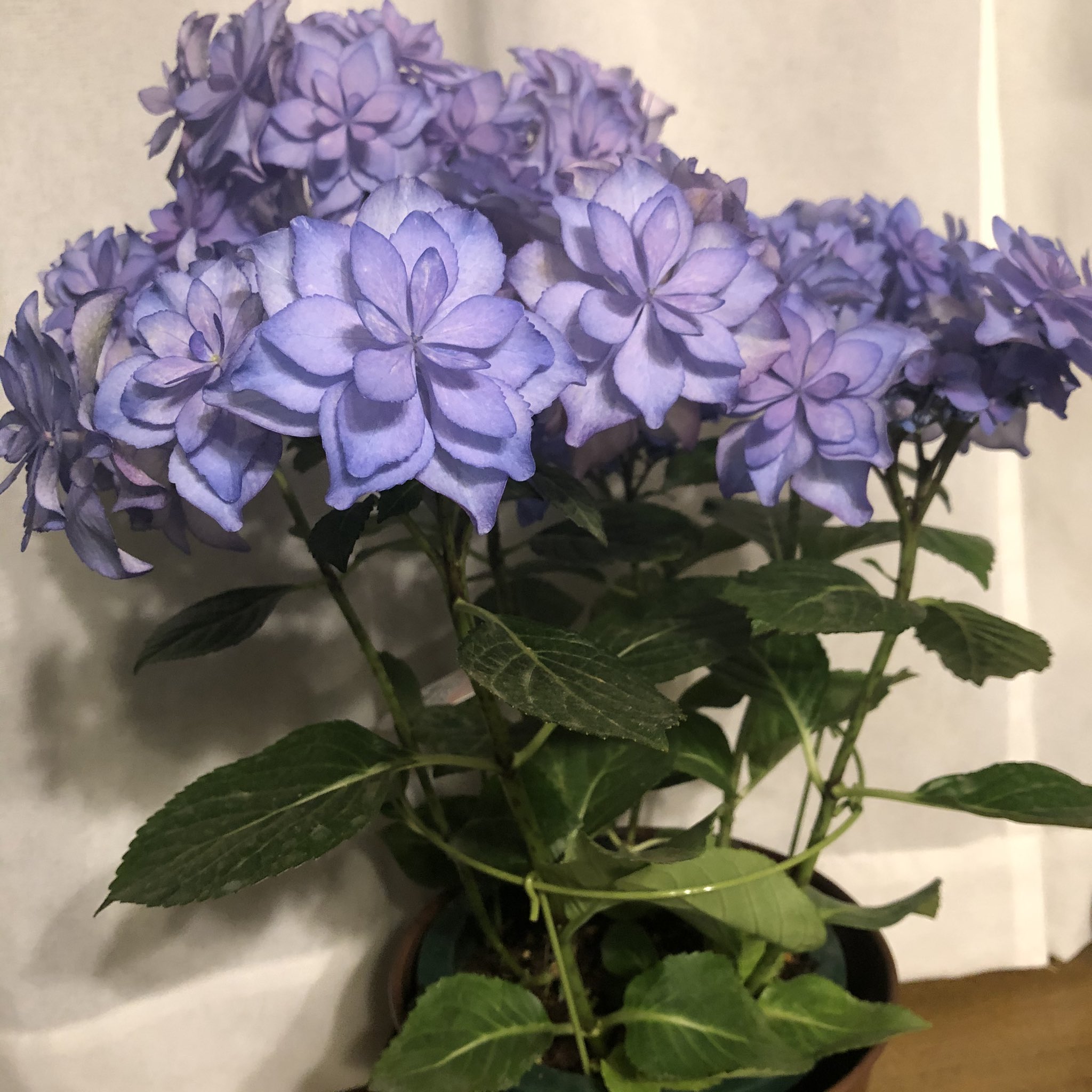 大栄花園 Twitter Search Twitter