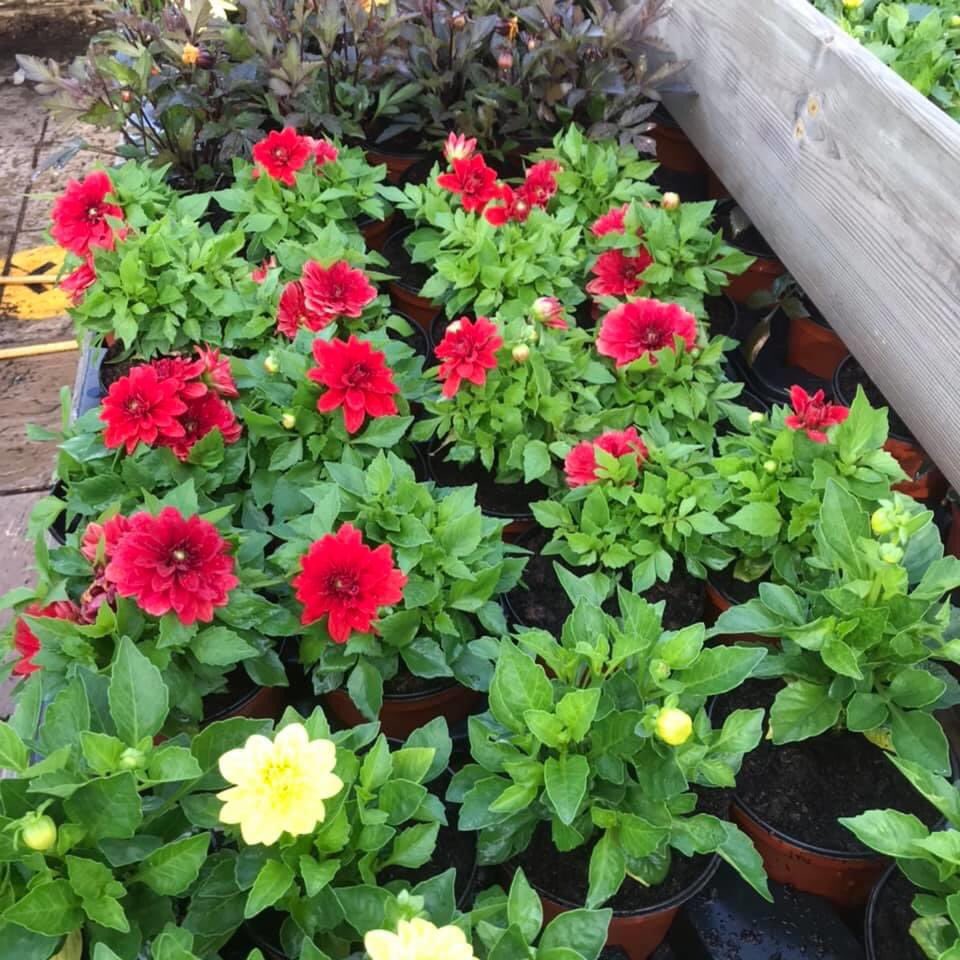 The Willows Garden Centre - Usk tweet media