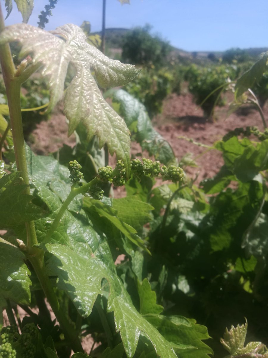 TomasVino_sl's tweet photo. Empieza la "Cierna " en la https://t.co/j3q6bvF6jG vid en floración....poco a poco se adivina el fruto.
#Hemar #Lanun #LosJalones #Nobbis #Unanimus #Gurdos #Peregrino
Promoción : envío GRATIS en pedidos superior a 70 euros .
Más información en : https://t.co/mTYkFqRy5X 🍷 https://t.co/MN4nvqBOjA