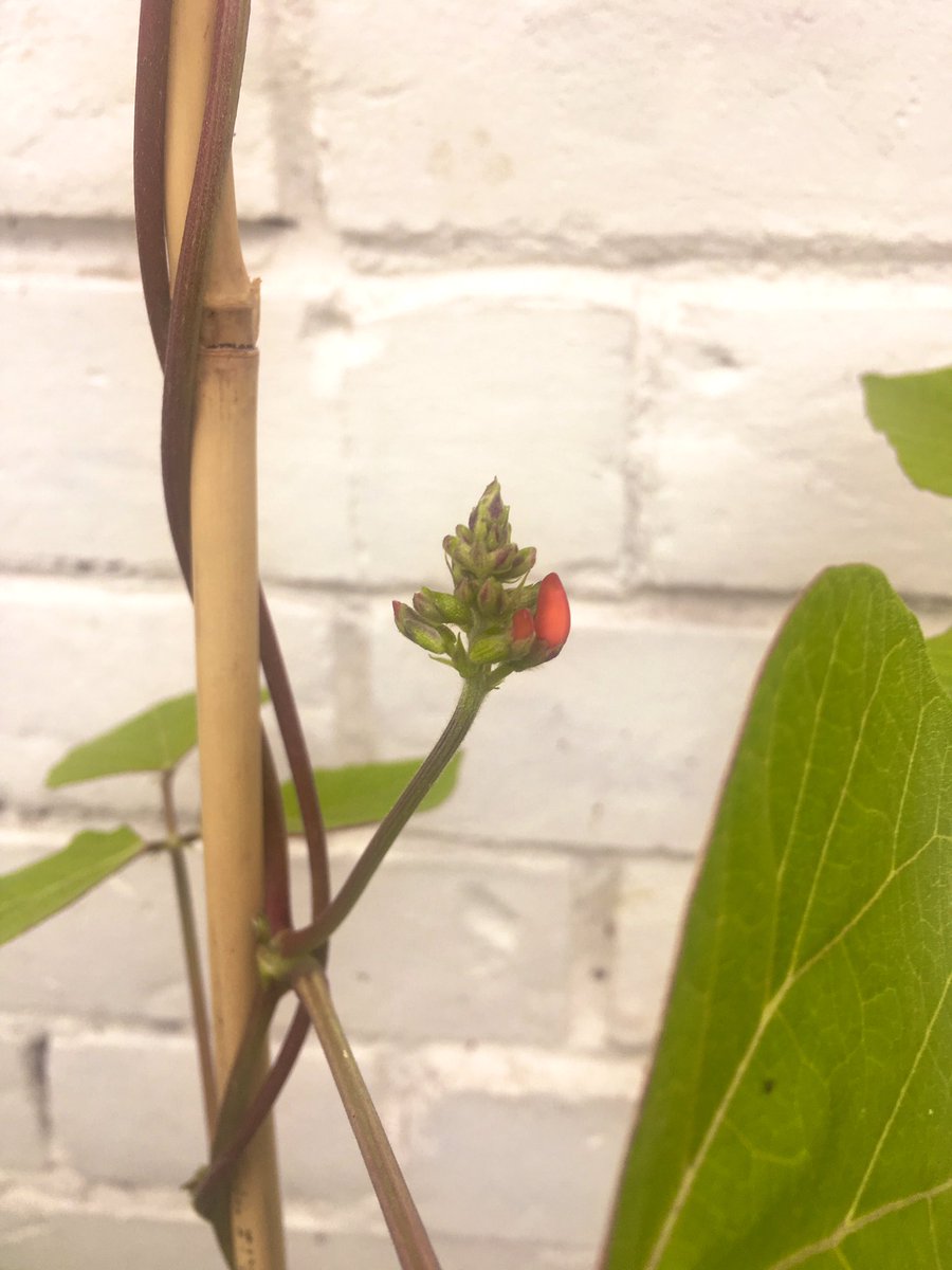 Irrationally excited by one of my runner bean plants growing its first flowers. Each day, something new in the garden. God it makes me so happy.