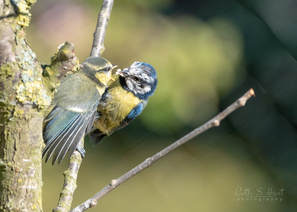 RuthSHart's tweet photo. Bluetit family in my garden @BBCSpringwatch #Springwatch #home #lockdown https://t.co/tuTJAHjrps