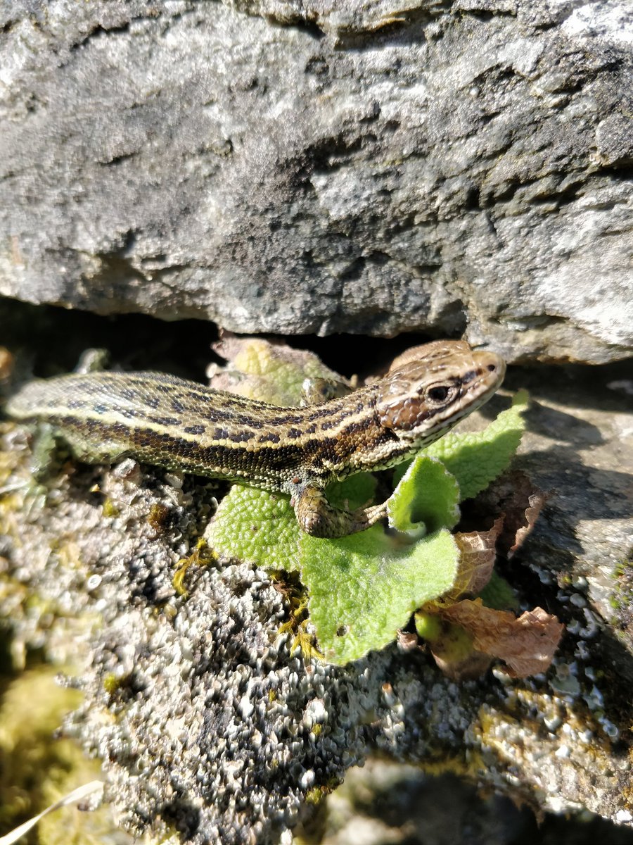 Andyrhydycreuau's tweet photo. @NaturEryri Can't resist. Common #lizard
#madfall cyffredin https://t.co/gbsaTtwRbJ