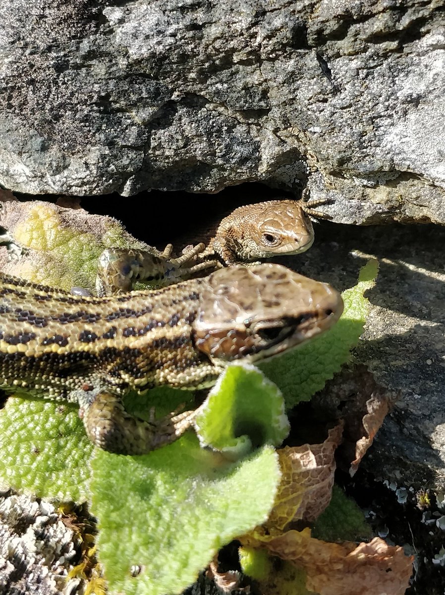 Andyrhydycreuau's tweet photo. @NaturEryri Can't resist. Common #lizard
#madfall cyffredin https://t.co/gbsaTtwRbJ