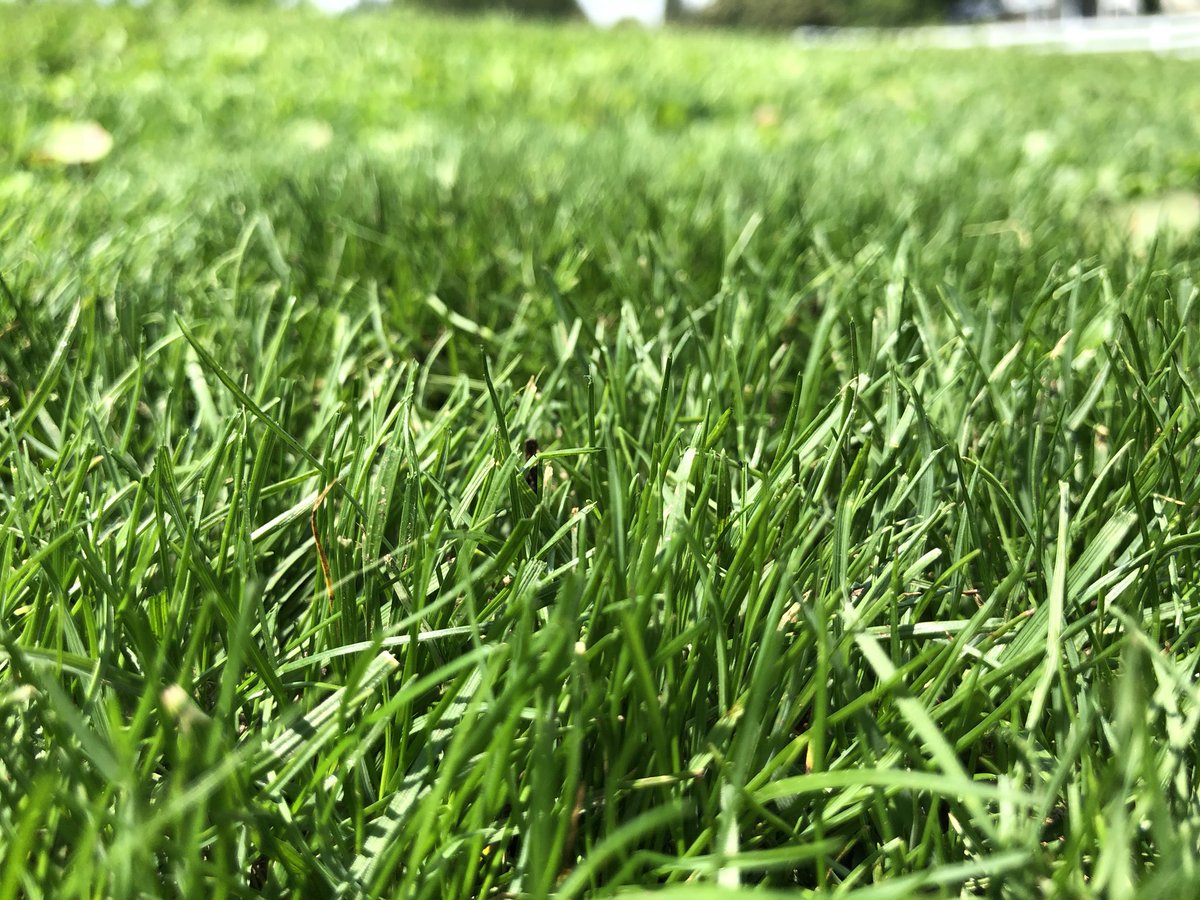 CabbageGolf's tweet photo. Time to chop the second green short! Little seedlings are all grown up #cabbagerungolf #golf #golfgreen #chewingsfescue #backyardgolf https://t.co/xJ0vFZCBGp