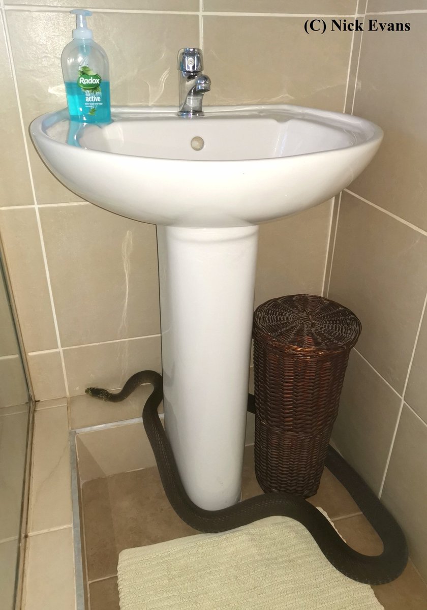 Imagine walking into your bathroom and seeing a 2m+ Black Mamba?!?

An exciting rescue from today!
Full story: facebook.com/13815102788310…

#Durban #southafrica #kzn #day69oflockdown #snakes #reptiles #BlackMamba #herpetology #conservation #wildlife #nature #bathroom #EssentialWorker