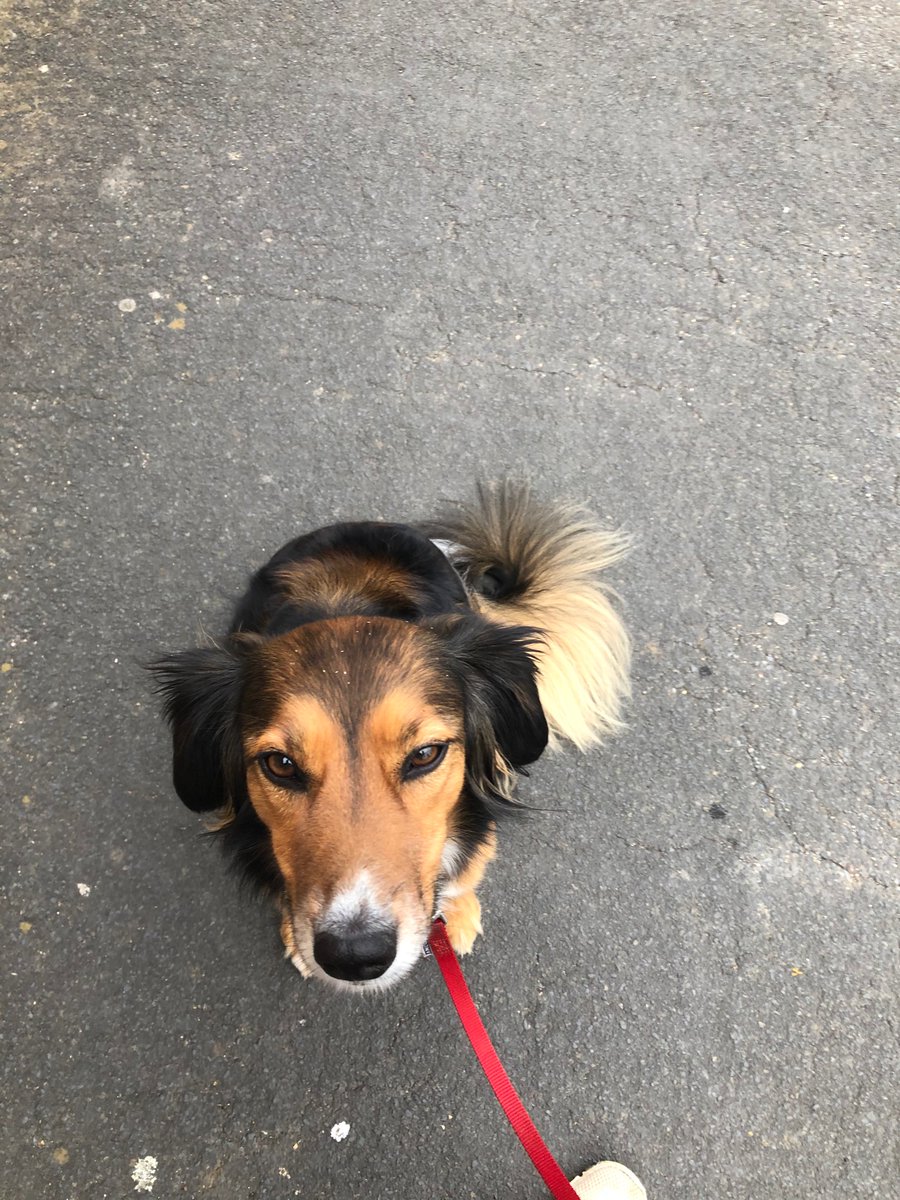 Evening walkies with willow, I absolutely love taking her at the moment, it gives me some peace and quiet to think. 

“I’ve been a good girl mummy, where’s the treats” 

How can I say no to that face 🙄😍🤣