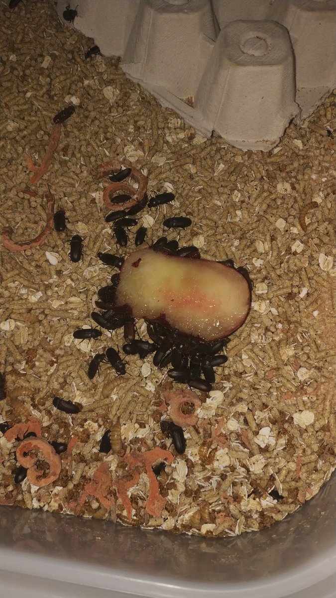 Insectopolis2 tweet picture