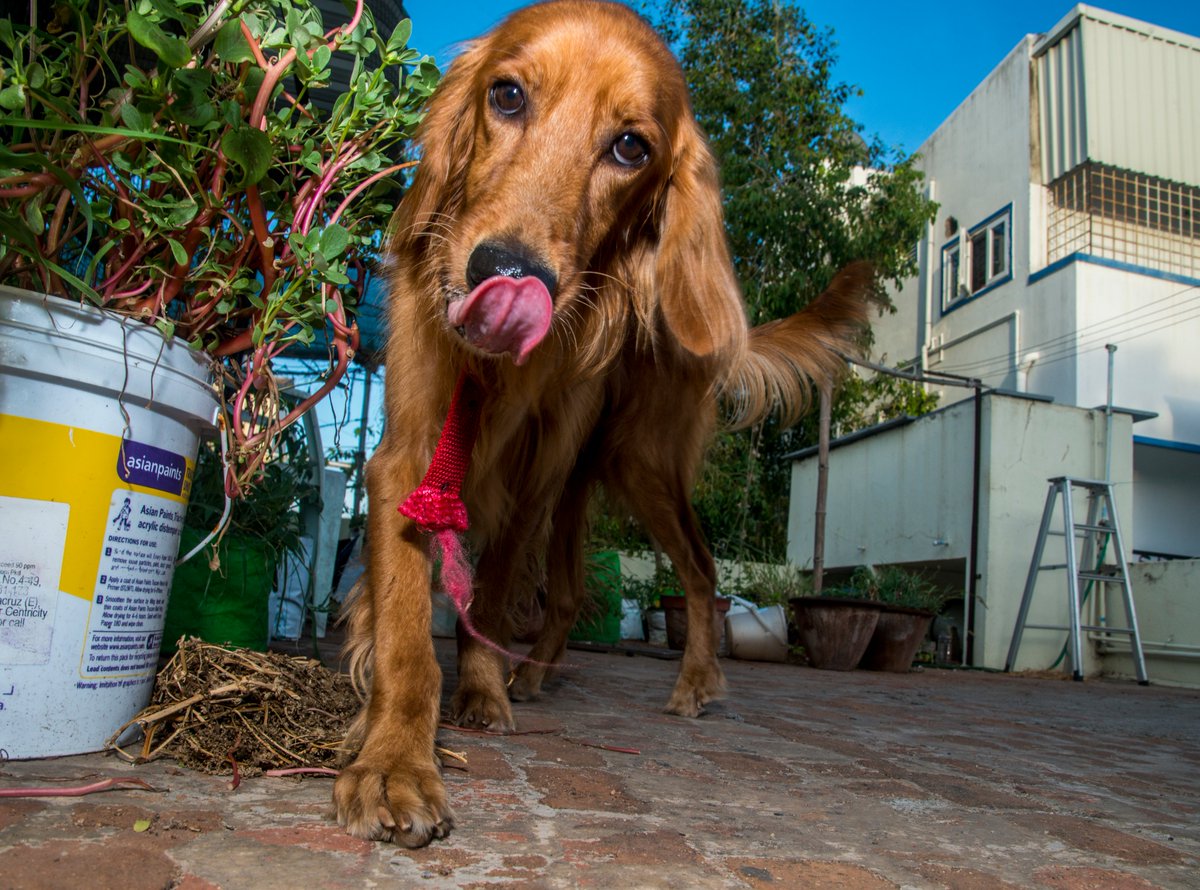 Since everyone is posting random Pictures, I'll add. Here are doggo pictures I've taken over the years. Starting with Pictures I had taken today:Here is Kathmandu. Kathmandu was abandoned near Avadi by a breeder. He's been with me for a few weeks and is currently up for adoption