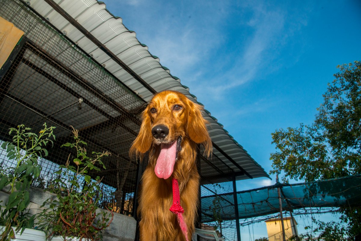 Since everyone is posting random Pictures, I'll add. Here are doggo pictures I've taken over the years. Starting with Pictures I had taken today:Here is Kathmandu. Kathmandu was abandoned near Avadi by a breeder. He's been with me for a few weeks and is currently up for adoption