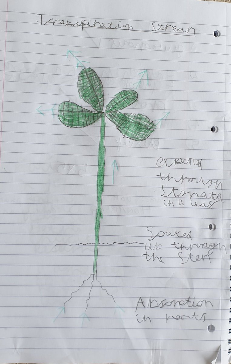 Pollthatch's tweet image. Dom enjoyed the science lesson today with Miss Robert's on how plants transport water @OakNational #LearnWithOak