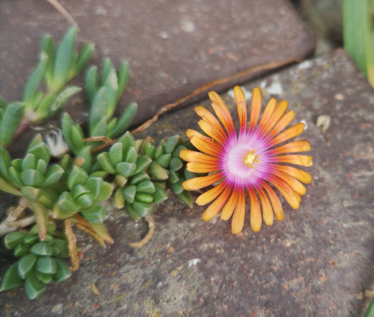 #PhotosOfMyLife Day 1/7: Jeden Tag ein Foto - ohne Erklärungen und ohne Menschen. Jeden Tag eine Einladung mitzumachen. Eingeladen hat mich 
<a href="/fluegelpferd/">PEGASUS</a>

Ich nominiere <a href="/rzenner/">Rebecca Zenner</a>