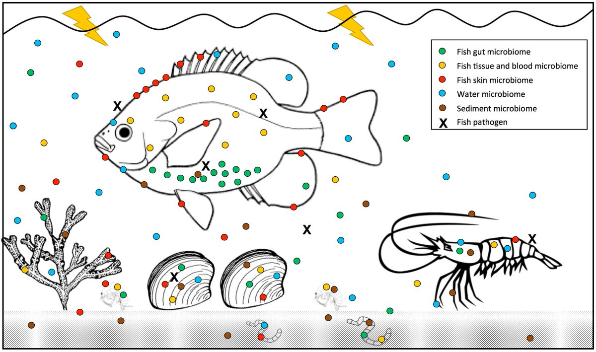 And finally congratulations to David Bass <a href="/endomyxan/">David Bass</a> et al on their "Cefas Paper of the Year" on The Pathobiome in Animal and Plant Diseases looking at interactions between host-associated microbes, the host and environment #pathobiome sciencedirect.com/science/articl…
