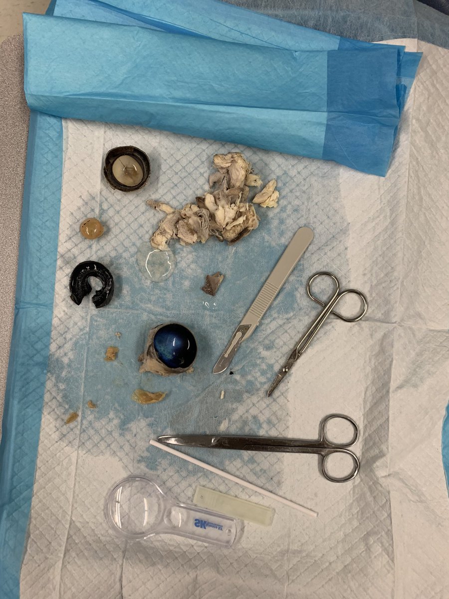 As we end our first year of AOHP I’m very glad to say this was a wonderful expierence being able to do hands on nursing work and be in a class that supports you and wants you to equally succeed. Hope everyone has a wonderful summer (Forgot to post our eye dissection)❤️