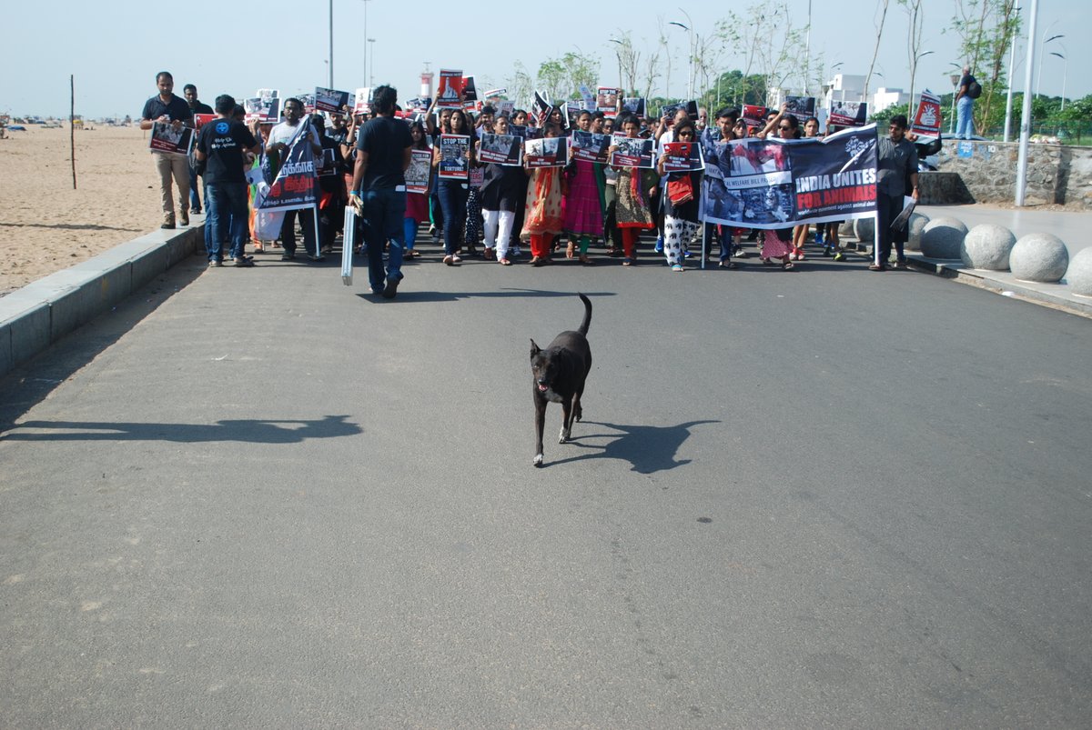 Ending the thread with this. So a couple of years back I went for an Animal rights march and suddenly, out of the blue this little guy came and started marching in front of us.