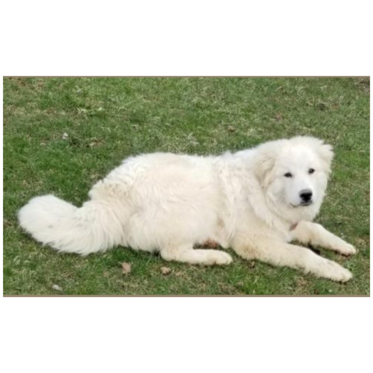 Name:  RUPAUL KENZIE DENNIS
Born:  About July 2019 (we think)
Breed:  Great Pyrenees/Retriever mix (we think)  

Loves other dogs. Adores humans. Like a true Pyrenees can be stubborn at times. Looking for a home with breed experience, a fenced yard and another playful