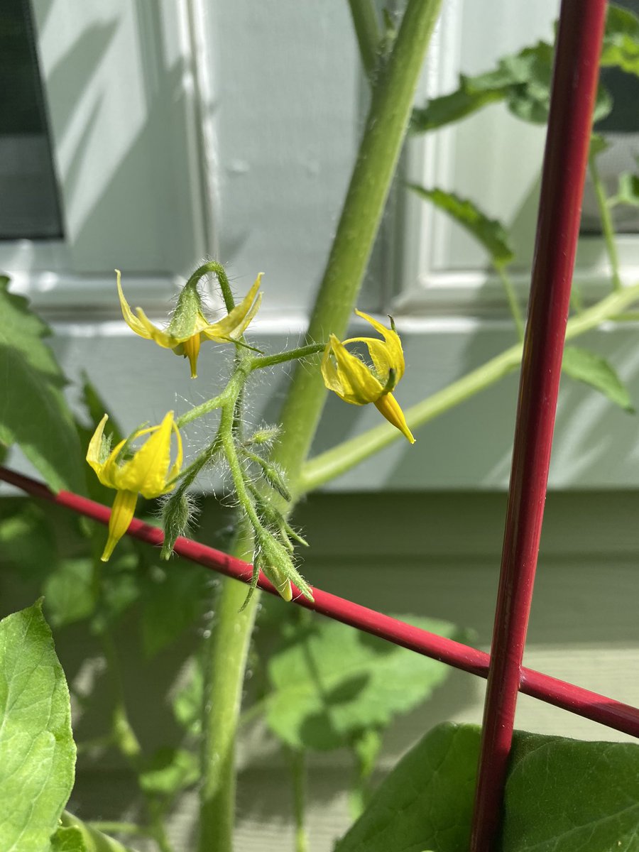 they’re flowering! first one is one of my pepper plants. the second is one of my tomato plants. life. it blooms. 