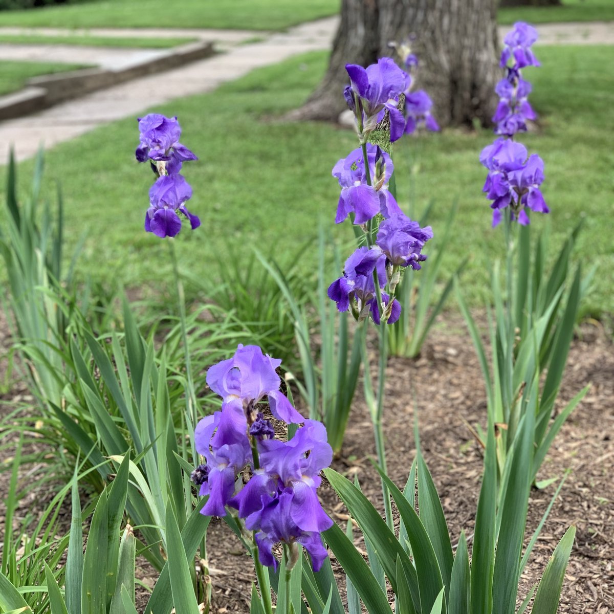 DWritingCenter's tweet photo. How we approach the path > which path in particular we approach... “The key to moving forward is what we do with our discomfort. ... [W]e can use it as a door in by asking, Why does this unsettle me? What would it mean for me if this were true?” — Robin DiAngelo 🌱 https://t.co/IfLosSnykT