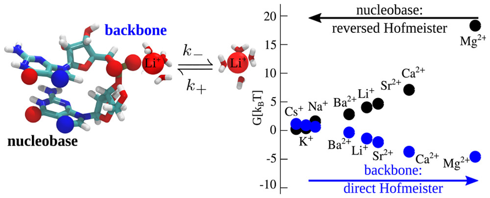 SergioCruzLeon1's tweet photo. Check out our recent publication: Hofmeister Series for Metal-Cation–#RNA Interactions: The Interplay of Binding Affinity and Exchange Kinetics, published in @ACS_Langmuir  It is #openaccess  thanks to @MPIbp  https://t.co/j3eMR6EBIL https://t.co/K7oueM3nFf