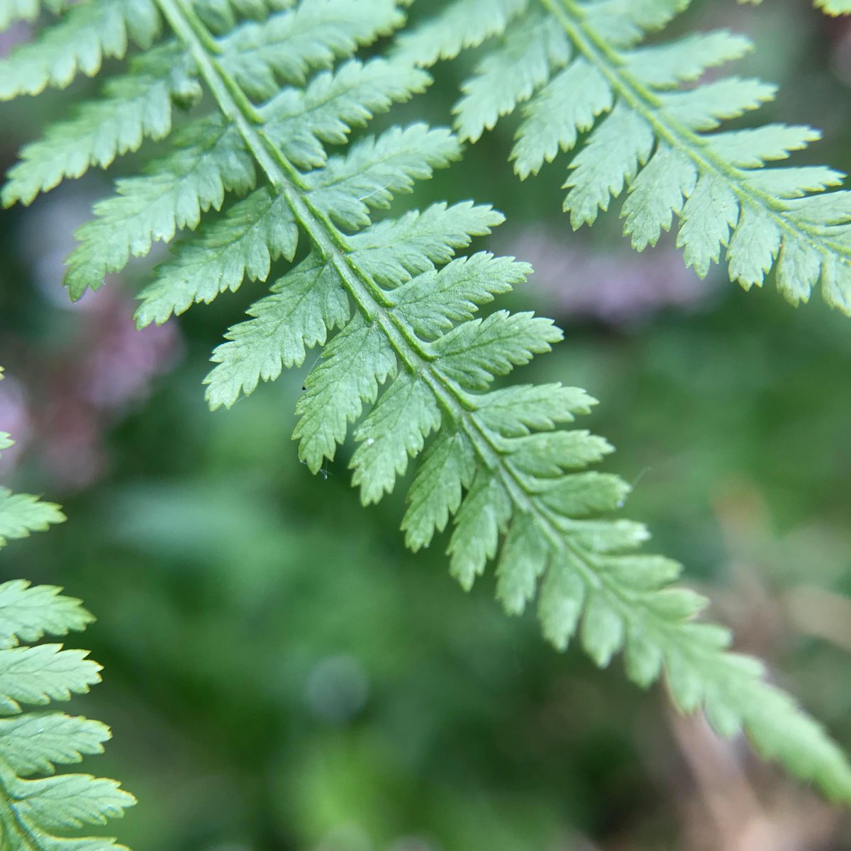 BumbleMagazine's tweet photo. Did you know ferns are one of the oldest plants in the world. There is an estimated 12,000 species and they were even around when dinosaurs roamed the earth. 🦖 🦕 🌿 https://t.co/m99iSVHmIW