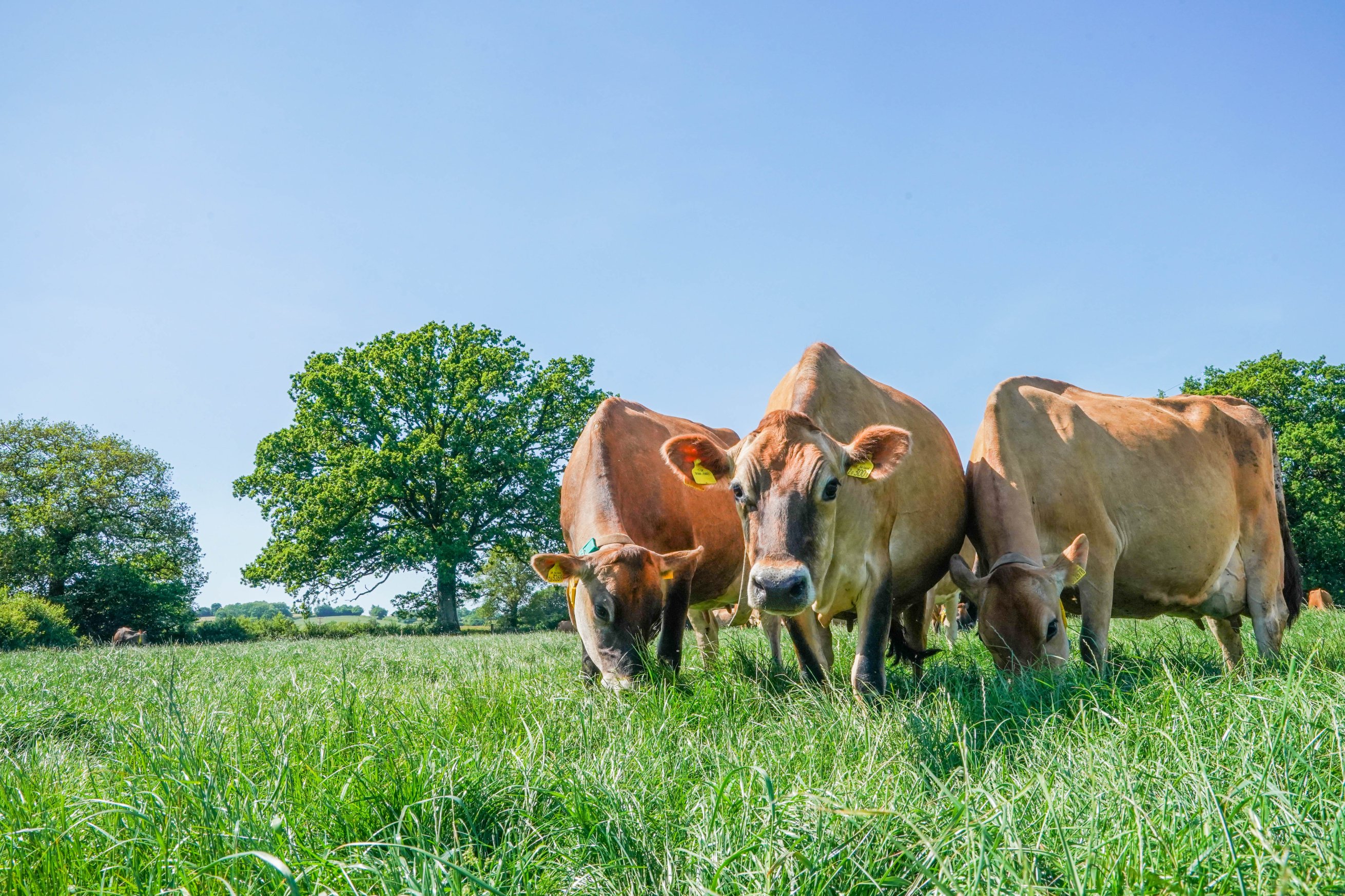 Jersey Cattle Society of the UK (jerseycattleuk) / Twitter