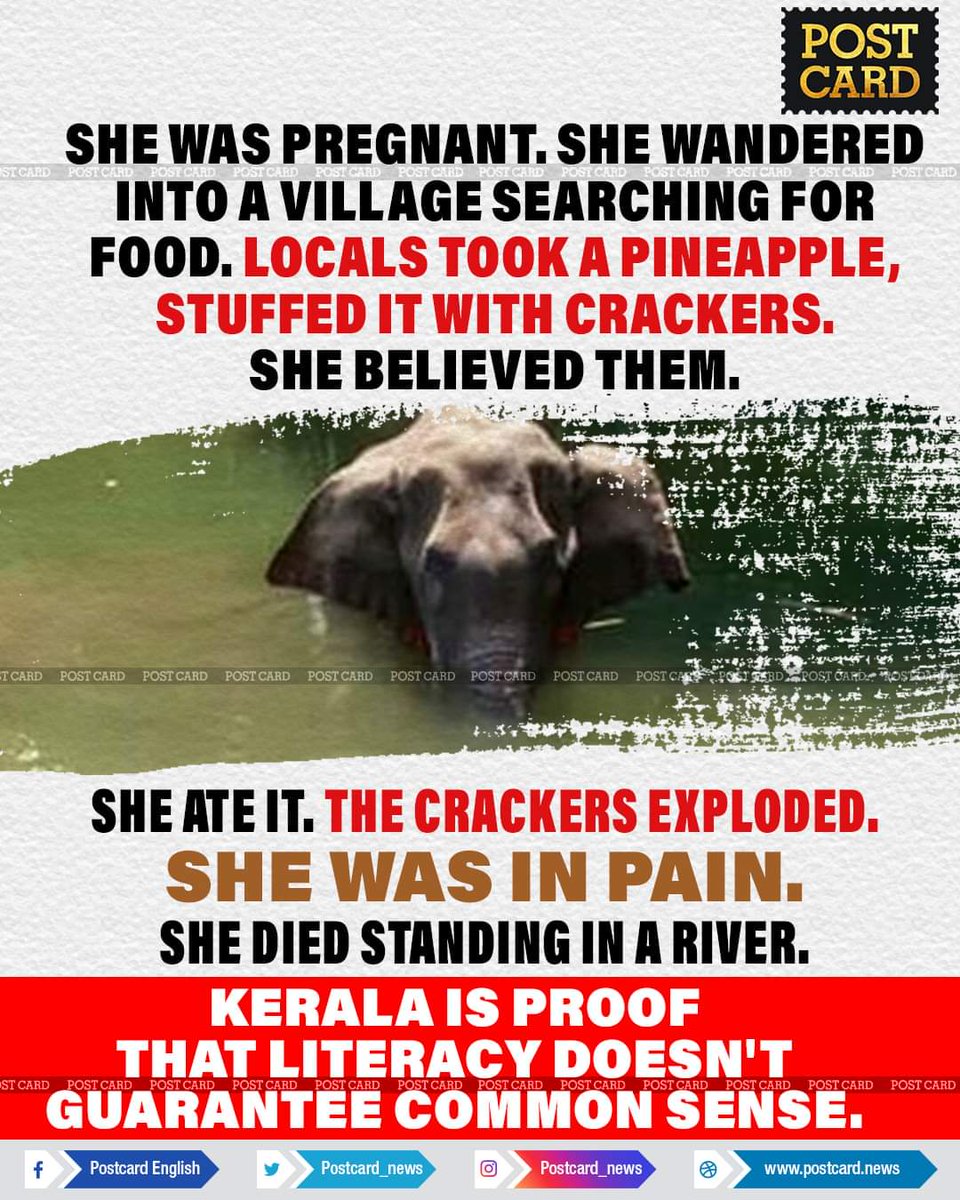 Maybe animals are less wild and humans less human. What happened with that #elephant is heartbreaking, inhumane and unacceptable! Strict action should be taken against the culprits. 

Kerala literacy rate - 93.91%
Humanity - 0%

#shameonkerala #Elephants