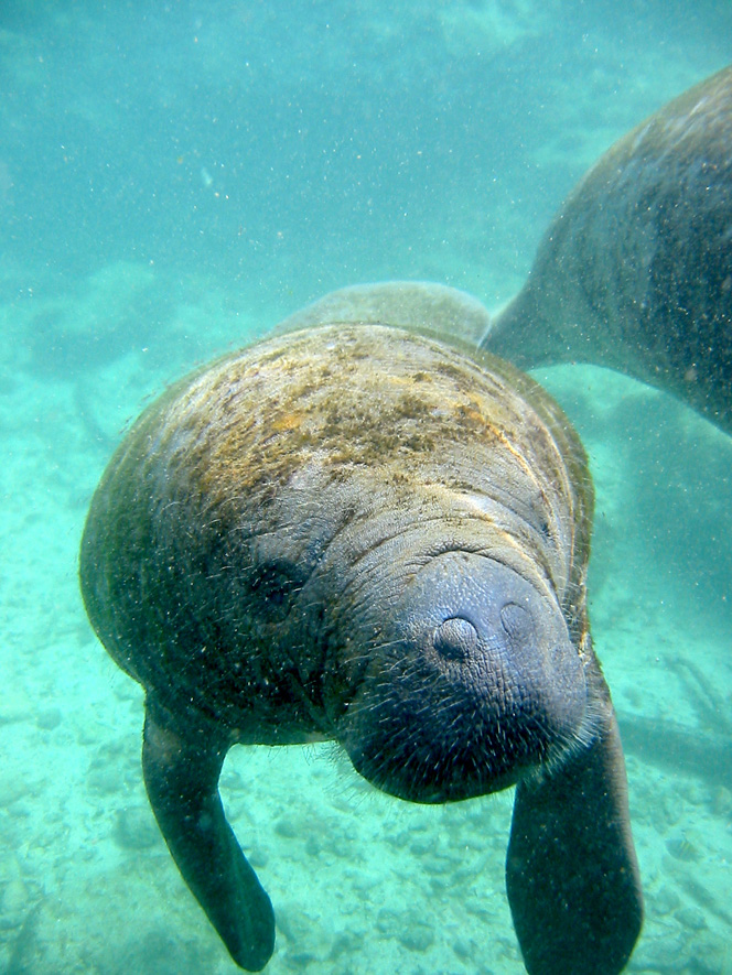 UNEP Cartagena Convention & Caribbean Enviro Prog. tweet media