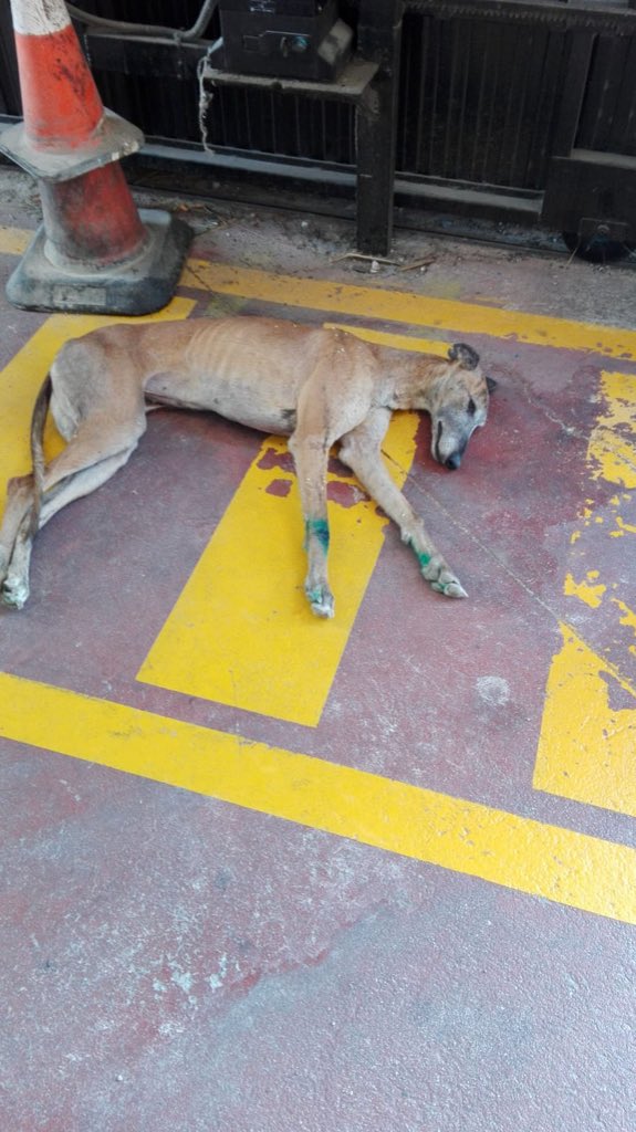 Found on the road dying. We have got her to hospital with the help of María José HM. She has been poisoned 😔. To help with vet costs please click here 🙏 galgosdelsol.org/donate 😭😭😭😭😭😭😭
