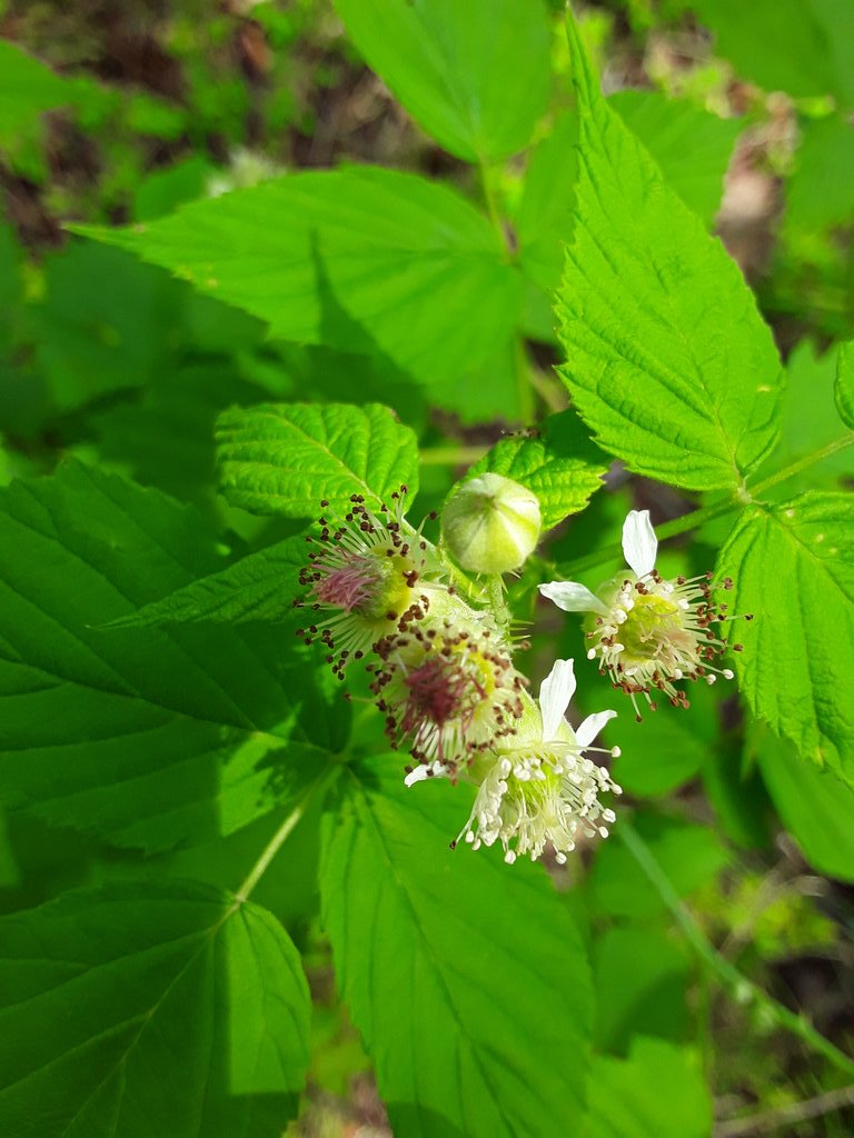 Not the prettiest flower to look at, but it's exciting to find because it means the wild raspberries are coming soon