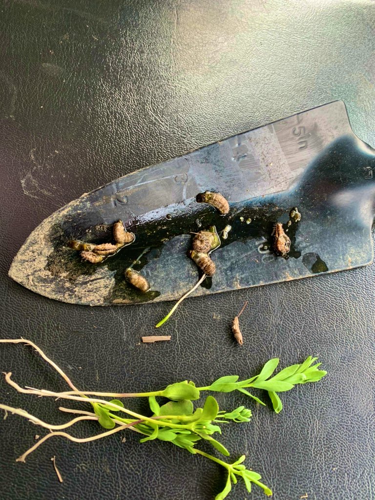 Found a little bit of cutworm action in some flax! Found a parasitic insect called tachinid fly larvae in the cutworms which was very interesting! @GMacsAgTeam #gmacsagteam @WinFieldCanada #WUCAcademy