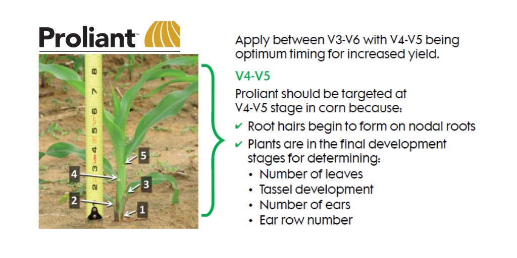 In #corn, Proliant application is similar to applying a fungicide. Tillering is the ideal application time, before stem elongation begins. bit.ly/2ZWoAZf #EastCdnAg